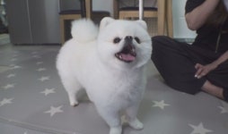 TV동물농장 청와대 춘추관 마스코트 고양이 흑임자ㆍ견심 백과사전 왜 그러개
