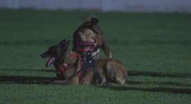 탑독 폴리ㆍ비오ㆍ제스퍼 등 특수 목적견들(TV동물농장)