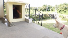 머리에 혹 고양이, 육쪽이ㆍ노숙견 번개(TV동물농장)