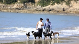 신안 자은도 수호천사 부부와 24마리 견공들의 일상(동물극장 단짝)