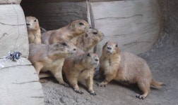 프레리독 뿌리의 험난한 합사ㆍ세발 고양이 삼순이(TV동물농장)