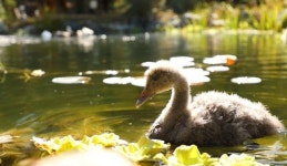 TV동물농장 블랙스완 흑고니 흑미ㆍ무인도 유기견