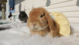 톱모델 토끼 ‘쭈륭이ㆍ토끼 대가족과 수의사, 반려토끼와 집사들(TV동물농장)