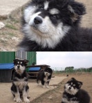 강릉 라면집 꽃돼지 커플ㆍ제주 말라뮤트 대가족(TV동물농장)