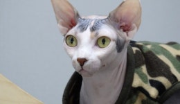 얼굴 잃어버린 개 포천이ㆍ폭군 고양이 스핑크스 루이(TV 동물농장)