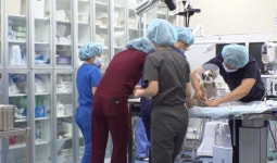 건국대학교 동물병원 응급중환자 의학과 수의사들의 고군분투(TV동물농장)