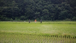 영상앨범 산 망양정→한티재 만나는 동서 트레일 울진 구간