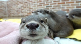 경산 동물원 위기의 수달 부부 모카&토피ㆍ거대한 혹 봉희와 할머니(TV동물농장)