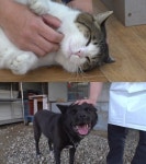 김명철 수의사, 정육점 고양이 방울이 행동 분석 나선다(TV동물농장)