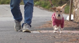 봉희와 할머니ㆍ목 졸린 백호 구출기(TV동물농장)