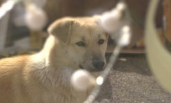 김승이 훈련사, 누렁이 구출작전 돌입ㆍ천장 올라가는 시바견 나무(TV동물농장)