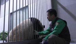 중국 반환 푸바오ㆍ강철원 사육사와의 이별 이야기(TV동물농장)