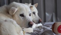 권혁필 훈련사ㆍ김철 수의사, 겁쟁이 부부견 소울&빌리 위한 특급 솔루션 돌입(TV동물농장)