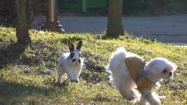 권혁필 훈련사ㆍ김철 수의사, 겁쟁이 부부견 소울&빌리 위한 특급 솔루션 돌입(TV동물농장)