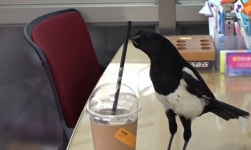 TV동물농장 현관만 들어서면 느려지는 참깨ㆍ야생 까치가 사무실 찾은 이유는?