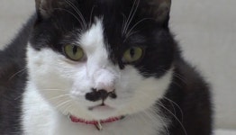 김명철 수의사, 이식증 고양이 여름이 솔루션 진행(TV 동물농장)