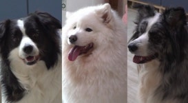 TV동물농장 도심 공원 점령한 야생 동물의 정체는?