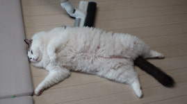 TV동물농장 할머니와 누더기견 북극이ㆍ바닥 러버 고양이 루피