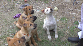 TV동물농장 고양이 크림이, 옷장 속 들어간 사연은?