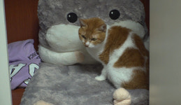 TV동물농장 고양이 크림이, 옷장 속 들어간 사연은?