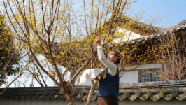 한국기행 구례 산 닭구이 민박 맛집…봄 한정 도토리묵 & 고로쇠 수액 만난다