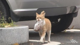 ‘동물농장’, 사료 거부하는 고양이 ‘동숙이’…‘어디로 가는걸까?’