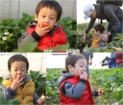 ‘슈퍼맨이 돌아왔다’ 서언-서준, 이번에는 딸기 먹방… ‘딸기 농장 점령’