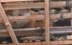 中 식당으로 팔려가던 수천 마리 고양이 무사히 구출돼… ‘깜짝’