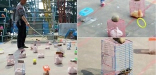中 놀이공원, 살아있는 동물을 상품으로 ‘동물학대 논란’