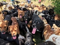 유기견들로 가득 찬 공원 ‘화제’