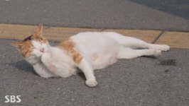 ‘동물농장’, 부산 강서경찰서 책임지는 고양이 ‘몰랑이’