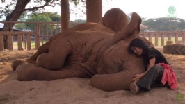 [영상] 자장가를 들으며 잠에 빠지는 코끼리