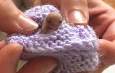 세상에서 가장 작은 ‘아기 하늘다람쥐’