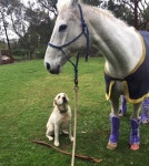 공원에서 만난 강아지와 말의 ‘귀여운 모습’