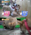 [예능리뷰] ‘동물농장’ 북카페의 식량 전쟁, ‘핸콕VS도레’