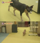 [방송리뷰] ‘동물농장’ 위너, 반려동물 공개…‘승윤이는 보조 집사’