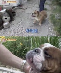 ‘동물농장’ 불독 부자, 알 수 없는 난투극? 결국엔 ‘격리조치’