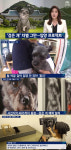 [방송리뷰] ‘뉴스룸’ 유기견 토리, 문재인 대통령 청와대의 ‘퍼스트독’ 된다…‘검은 개 재조명’