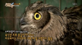 [리뷰] ‘세상에 이런 일이’ 밀실 속 새 86마리 살해한 “연쇄살조범”, ‘수리부엉이’였다