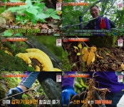 [리뷰] ‘NEW 코리아헌터’ 산삼 중에 가장 귀한 “황금삼 발견”