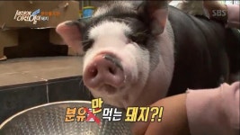 [리뷰] ‘세상에 이런 일이’ 사랑 속에 ‘분유만 먹는 애완 돼지’