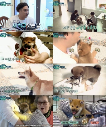 [리뷰]‘대화가 필요한 개냥’ 유재환, 누렁이 시바견 ‘명수’ 동생으로 선택