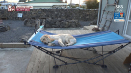 TV 동물농장 우리는 단짝…개와 고양이의 절친 노트