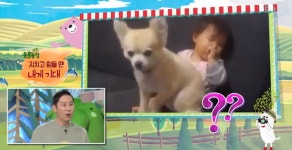 TV 동물농장, 지치고 힘들땐 내게 기대…보기만 해도 훈훈한 강아지의 행동