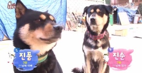 TV 동물농장,말썽꾸러기 네눈박이 11남매와 카리스마 넘치는 주인 할머니…귀요미 악동 11남매의 성장기 대공개