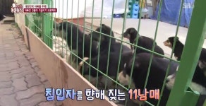 TV 동물농장,말썽꾸러기 네눈박이 11남매와 카리스마 넘치는 주인 할머니…귀요미 악동 11남매의 성장기 대공개