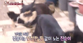 TV 동물농장,말썽꾸러기 네눈박이 11남매와 카리스마 넘치는 주인 할머니…귀요미 악동 11남매의 성장기 대공개