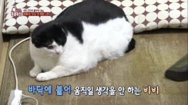 TV 동물농장 동물농장 역사상 가장 뚱뚱한 고양이…몸무게 13kg, 허리 27인치