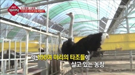 생생 정보마당 경기도 파주시 우농가든…타조 농장 성공 비결은?