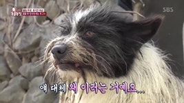 TV 동물농장 물림 주의…몸을 못 만지게 하는 개, 이유는?